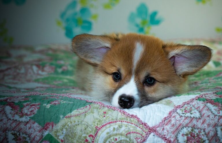 99exch Review: In‑Depth Analysis of India’s Premier Crypto Exchange Platform